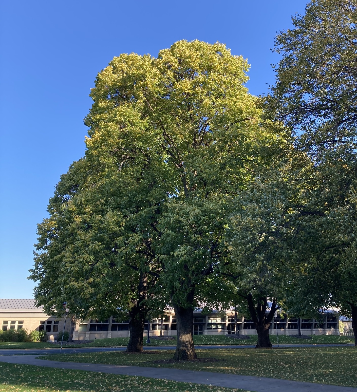 American basswood tree in a landscaped setting against bright blue sky.