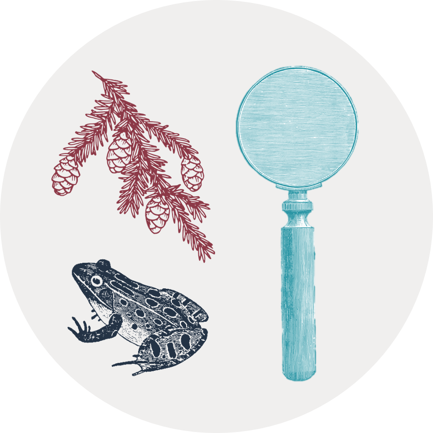Gray circular icon with illustrations of a magnifying lens, a frog, and a conifer twig.