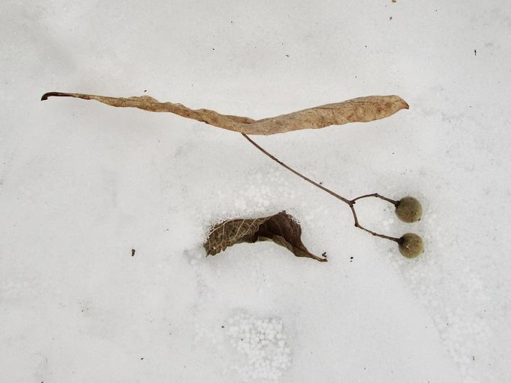 American basswood fruit fallen on the snow. Two fruits are gray-tan, small and round.