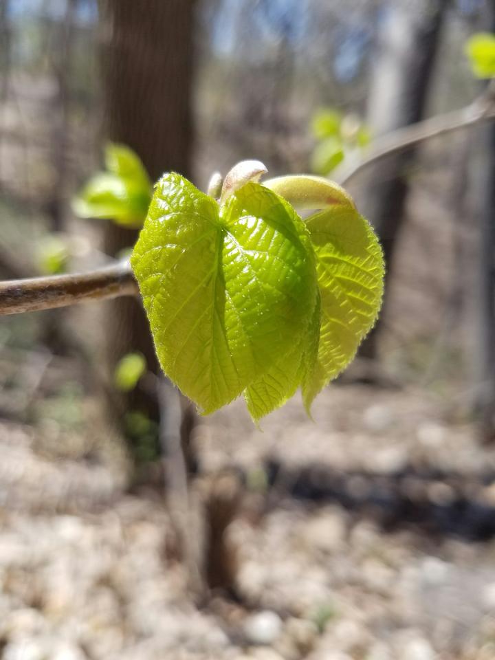 American basswood with leaves increasing in size, month of April