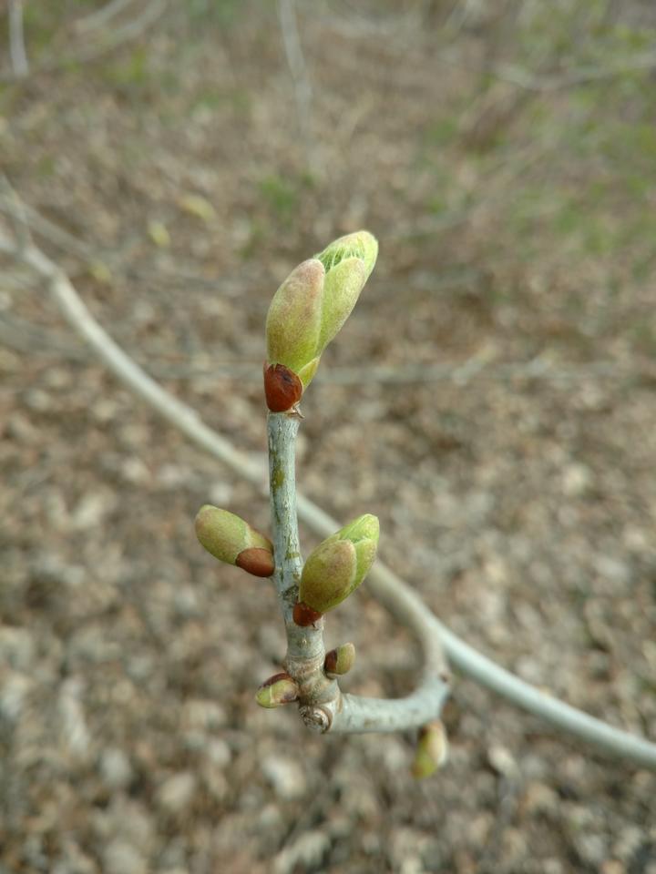 American basswood leaf bud breaking in the month of April
