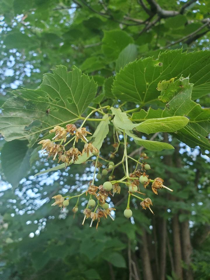 American basswood with spent flowers and fruit in the month of August