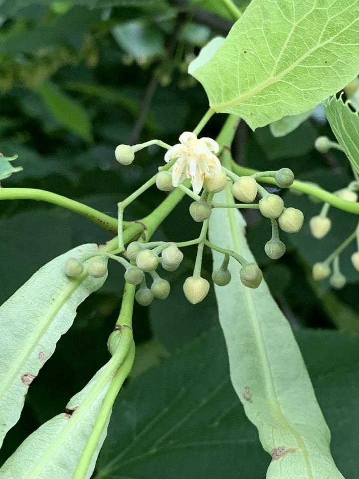 American basswood with open flower in the month of July