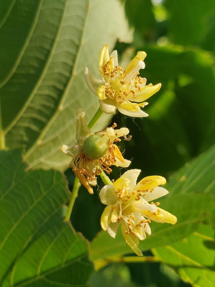 American basswood with open flowers in the month of July