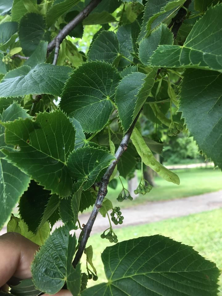 American basswood with leaves and closed flower buds in the month of June
