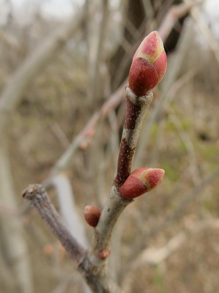American basswood with leaf buds breaking in the month of May