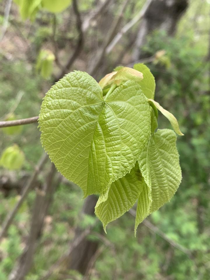 American basswood with leaves increasing in size, month of May