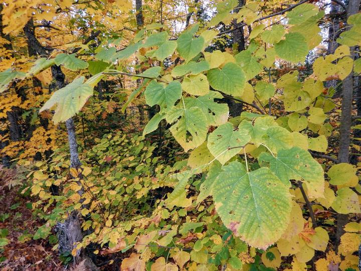 American basswood with leaves changing color (from green to yellow) in the month of October