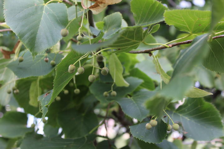 American basswood with unripe fruit in the month of September
