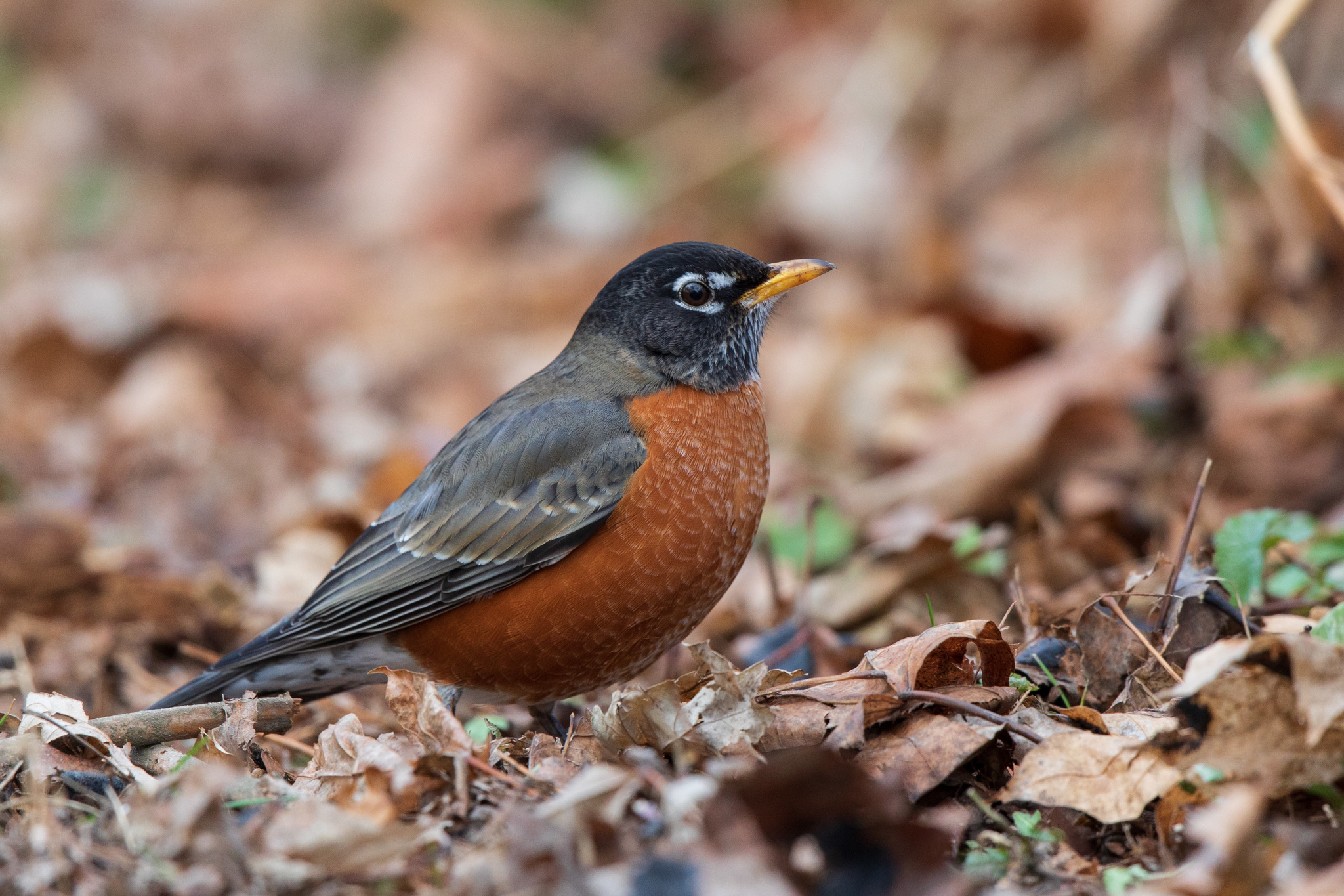 American robin on the ground, in leaf litter. Observed in January.