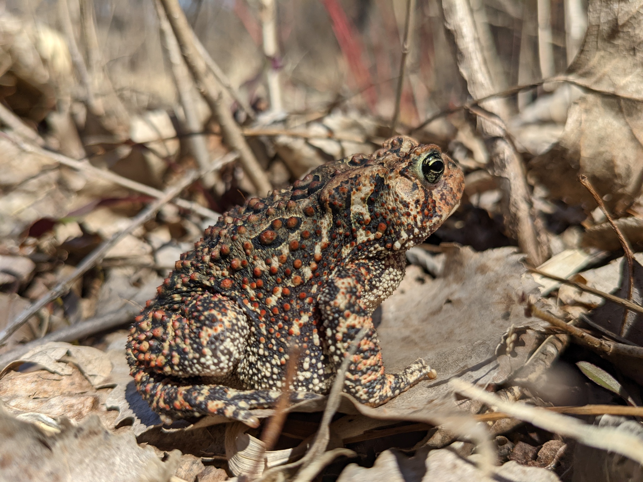 American toad on leaf litter. Its skin is bumpy and mottled in shades of dark and light browns.