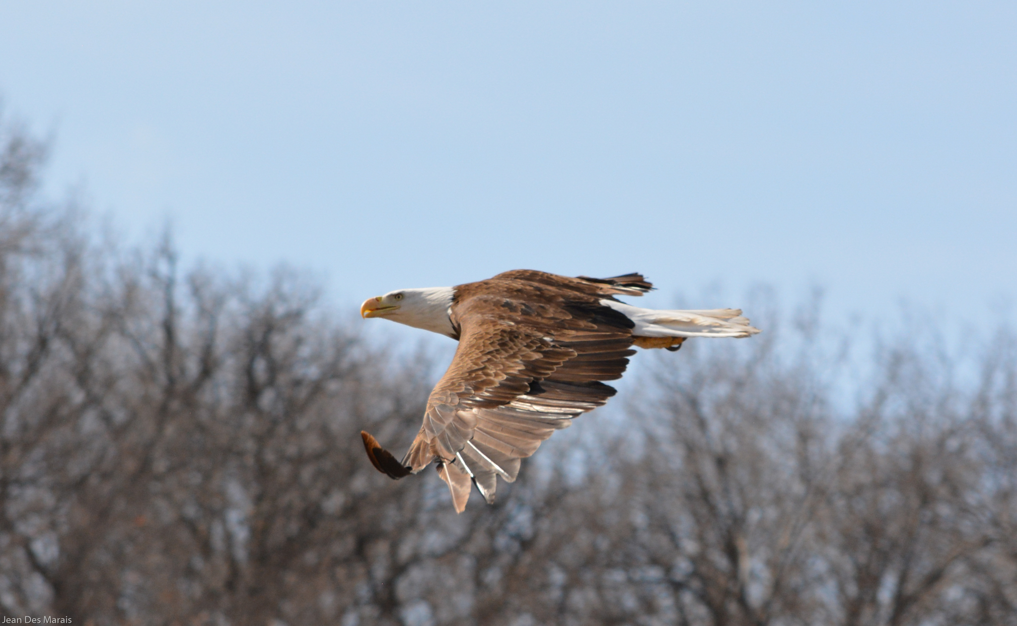 Bald eagle flying against bare trees and a blue sky.