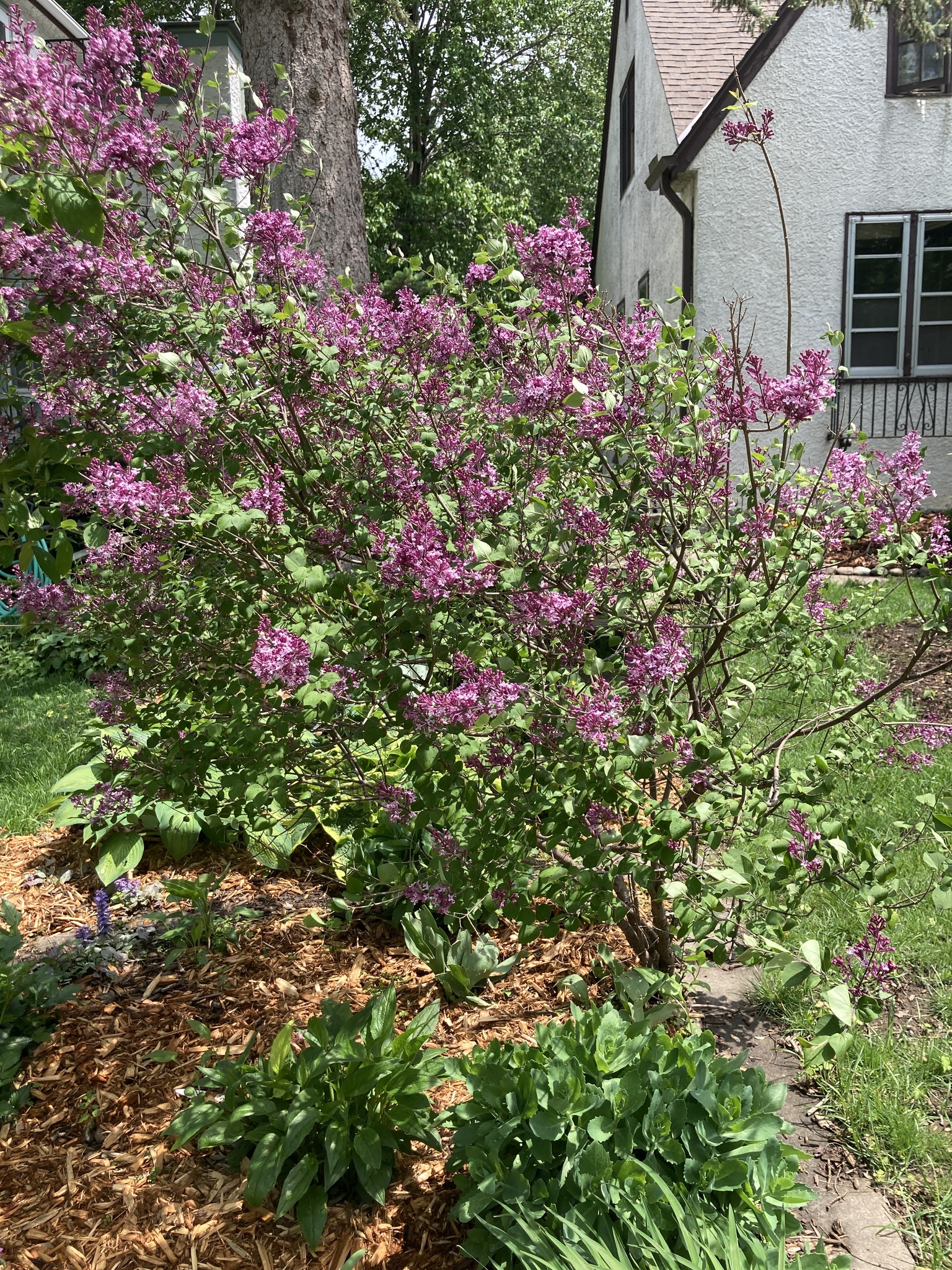 Common lilac with purple flowers in a landscaped setting