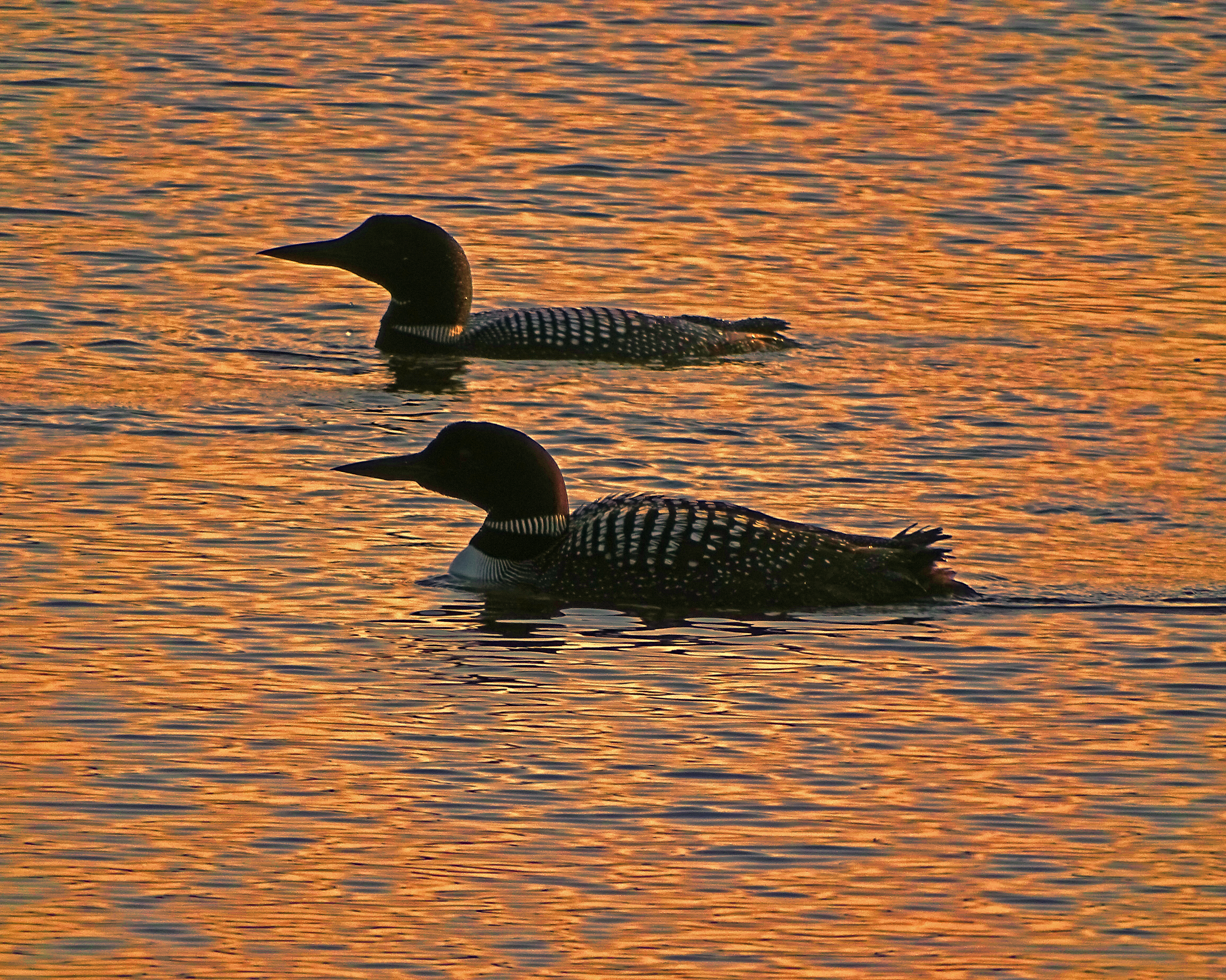 Two common loons silhouetted against water reflecting orange sunlight