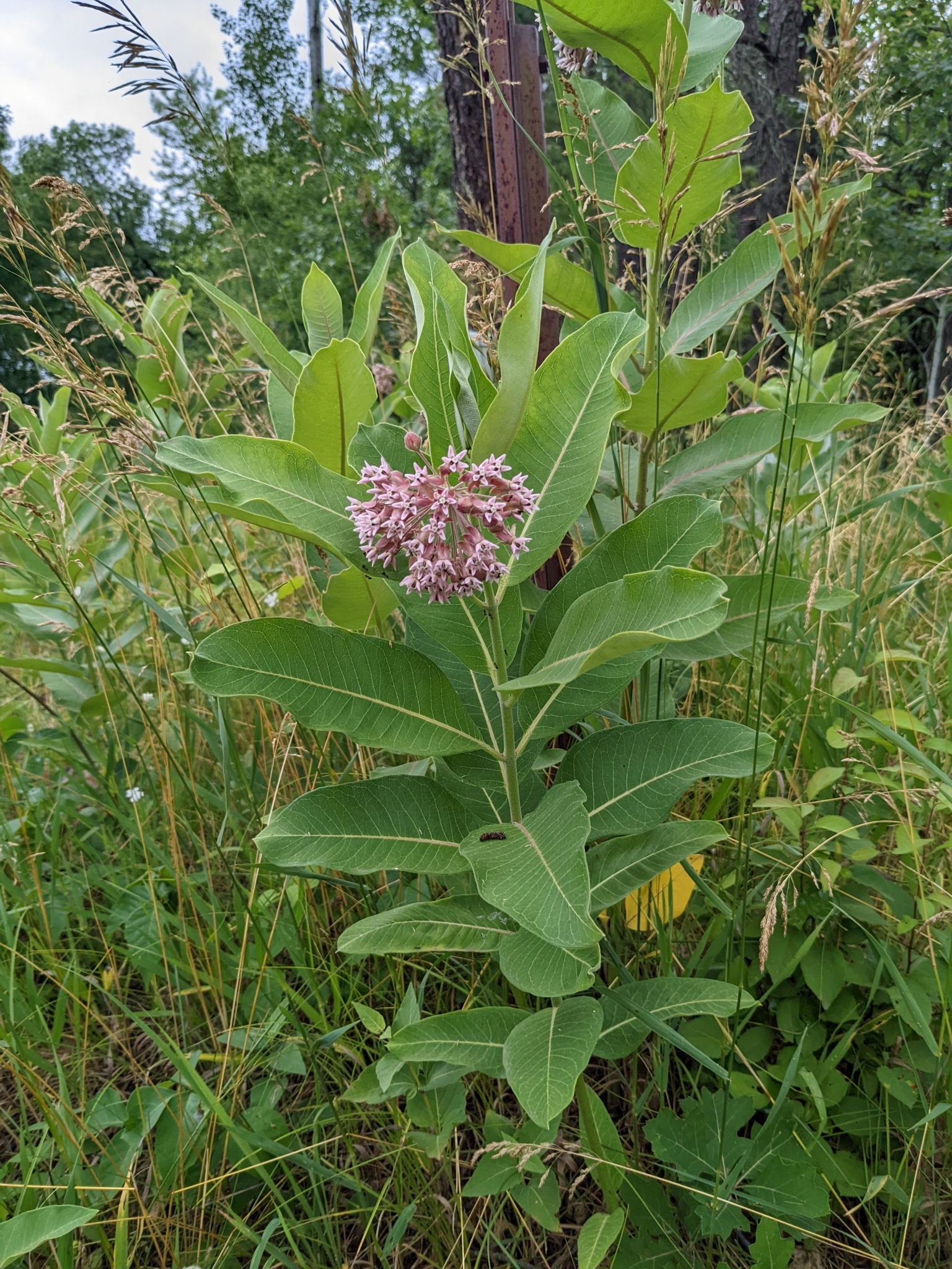 Common milkweed with pink flowers and large, stiff leaves