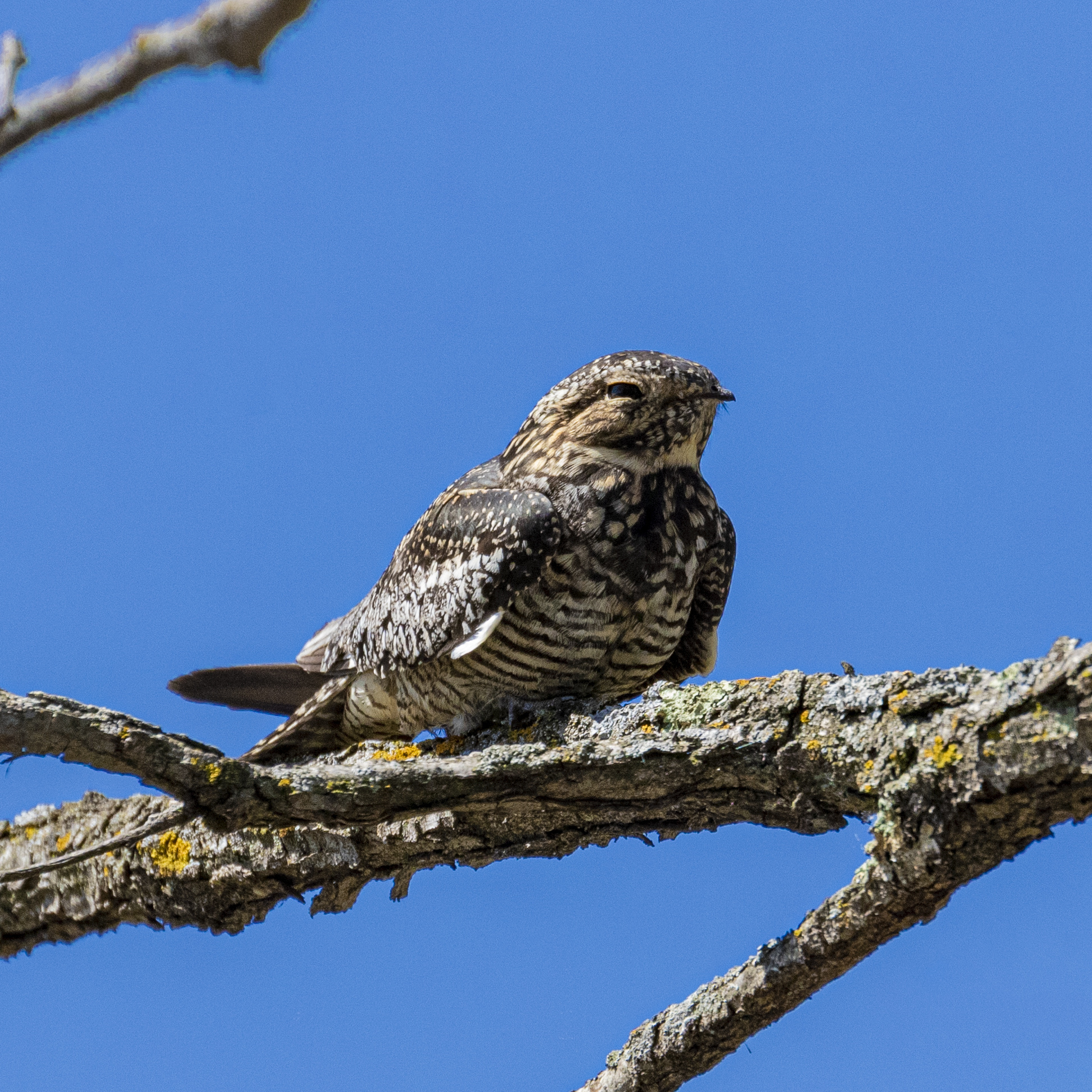 Common nighthawk perched on a branch with bright blue sky background