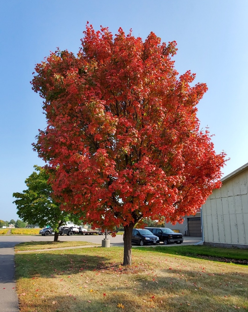 Red maple (Acer rubrum) tree. Photo © Kara, some rights reserved (CC-BY-NC)