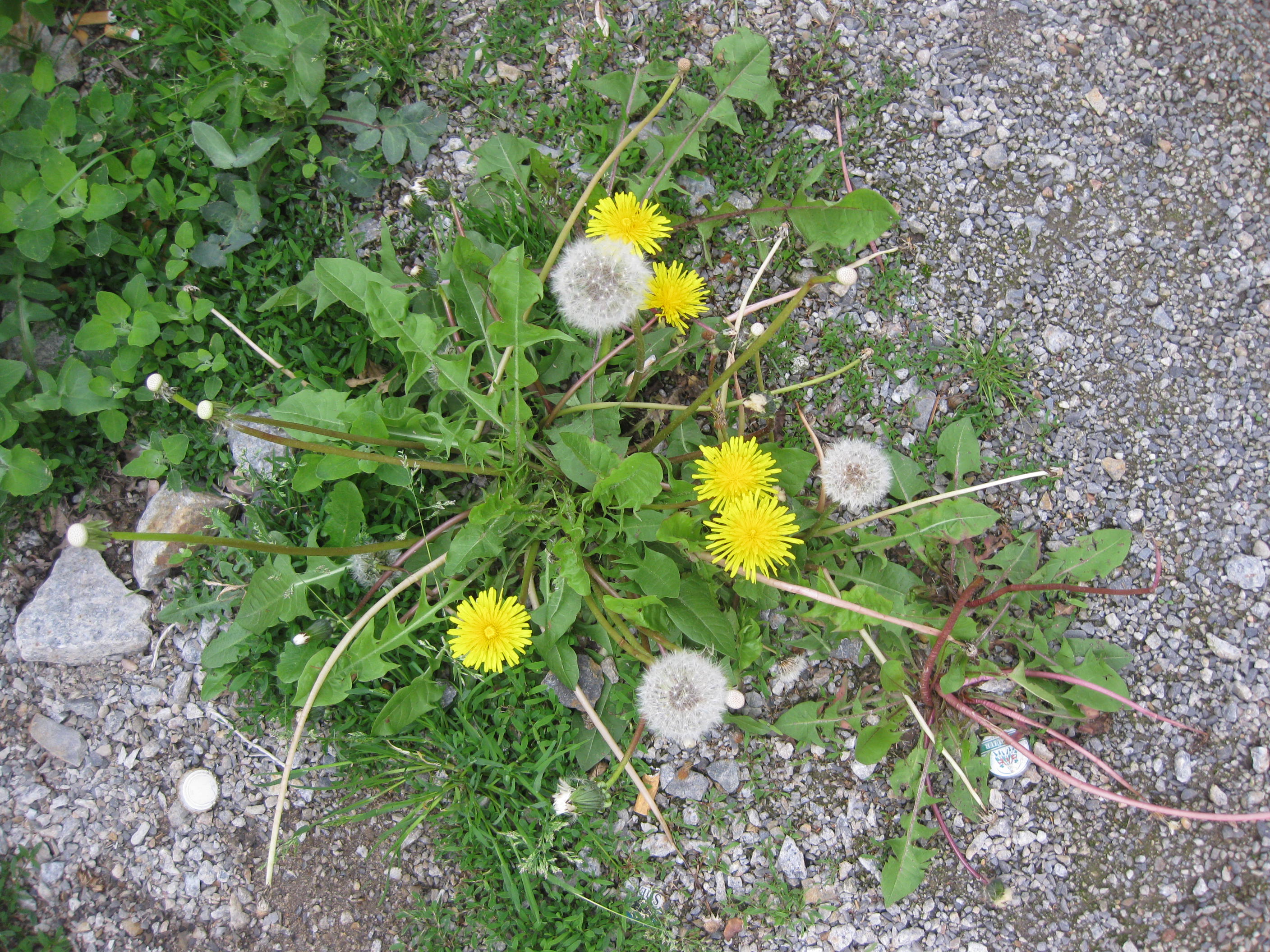 Common dandelion with open flowers and fruits.