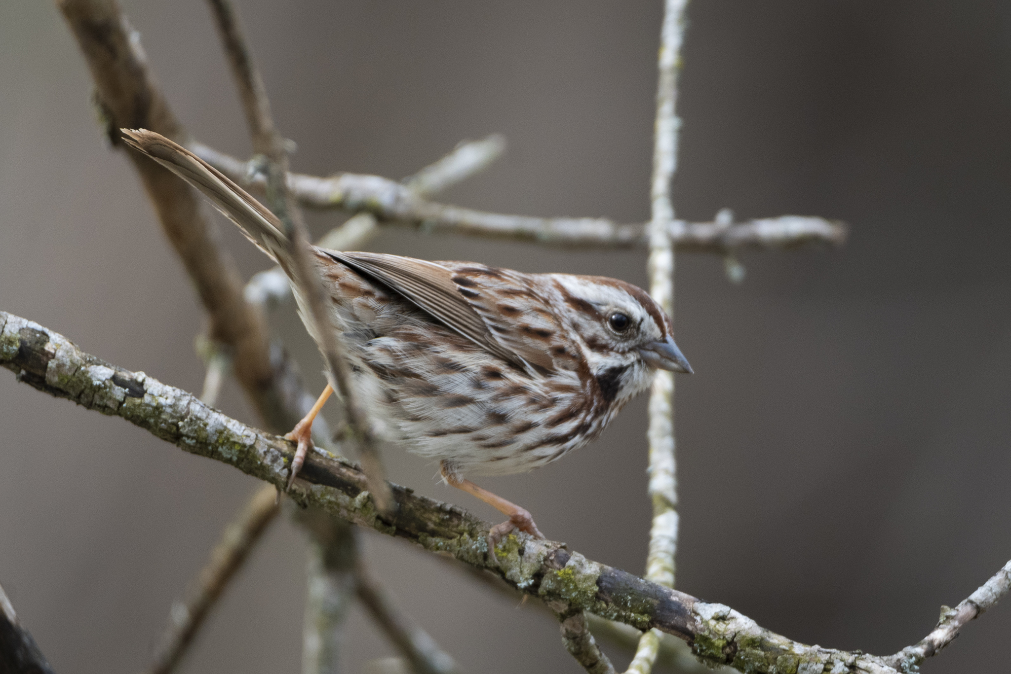 The song sparrow has a fairly medium bill, a long tail, and its breast and sides are white with dark streaks.