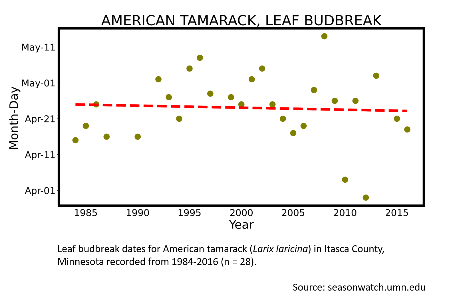 Scatterplot showing American tamarack phenology observations in Itasca County, Minnesota