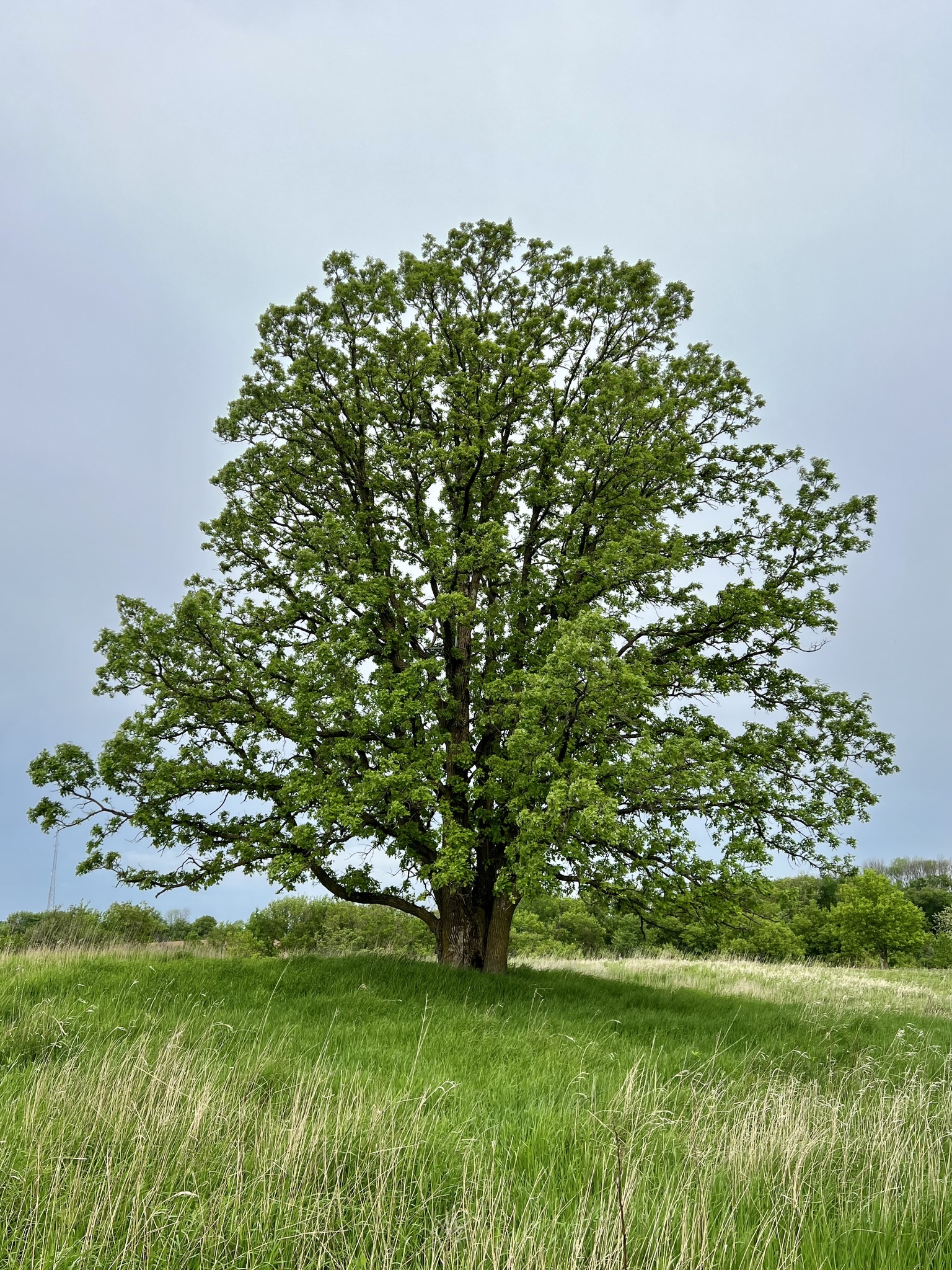 Grand bur oak in a grassland setting, gray-blue sky and green grass.