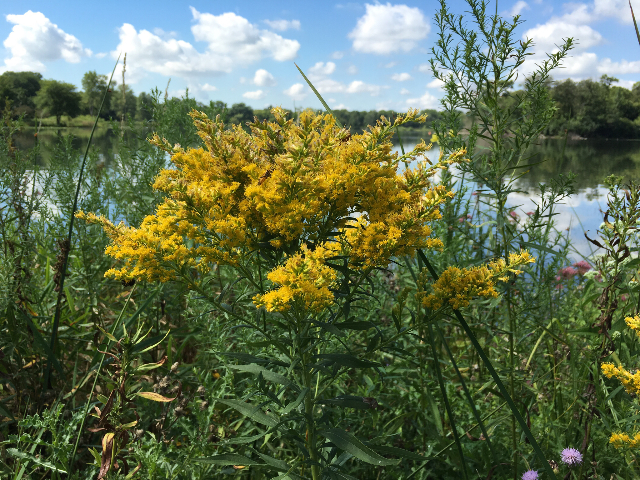 Canada goldenrod's yellow flower against a backdrop with cloudy sky and a lake.