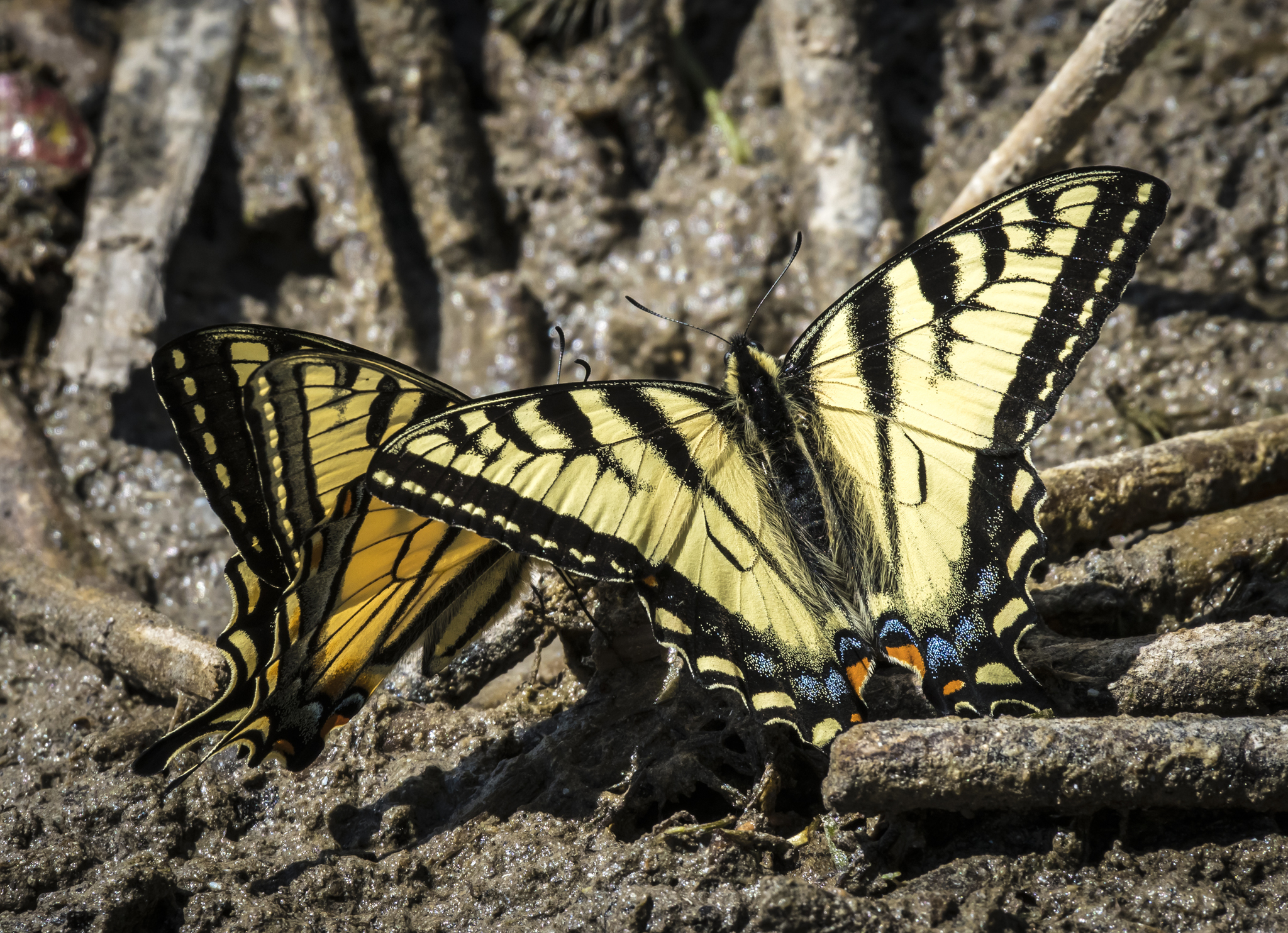 Two Canadian tiger swallowtail butterflies on the ground. Wings are soft yellow with black, blue and red.