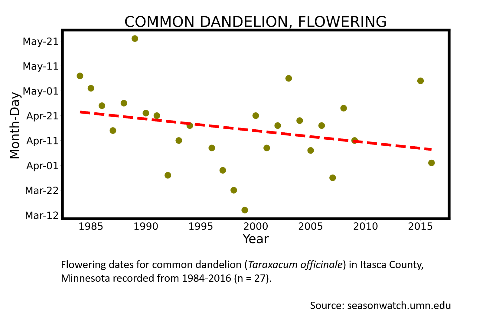 Scatterplot showing common dandelion phenology observations in Itasca County, Minnesota