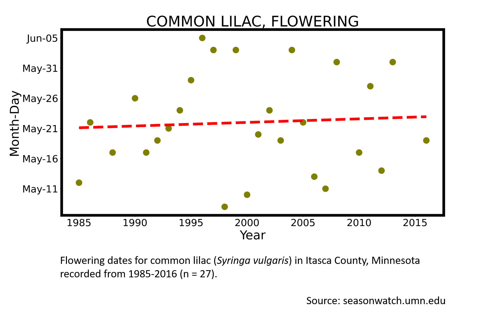 Scatterplot showing common lilac phenology observations in Itasca County, Minnesota