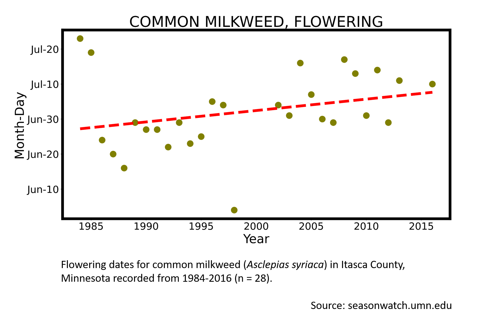 Scatterplot showing common milkweed phenology observations in Itasca County, Minnesota