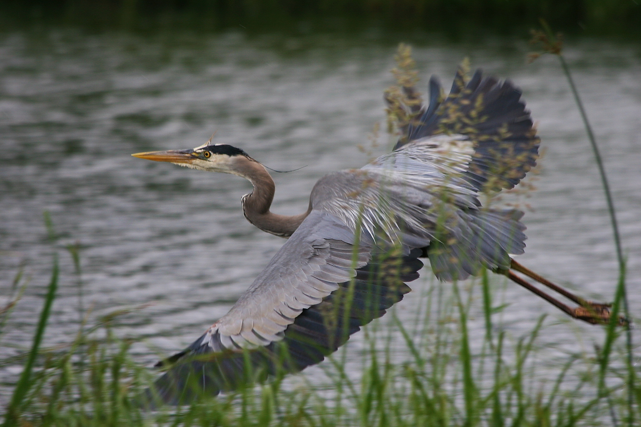 Great blue heron flying, with water in the background and green vegetation in the foreground