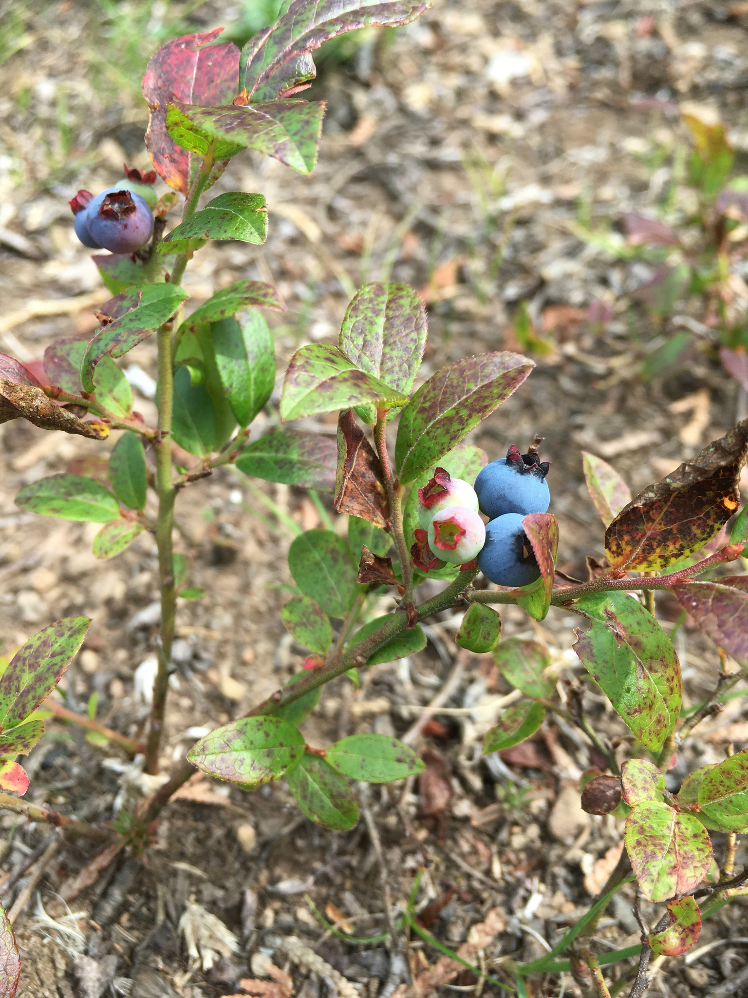 Lowbush blueberry plants have woody branches that are low-to-the ground.
