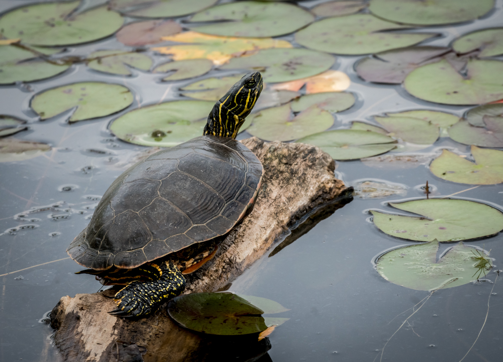 Painted turtle on a log above the calm, glassy surface of a pond.