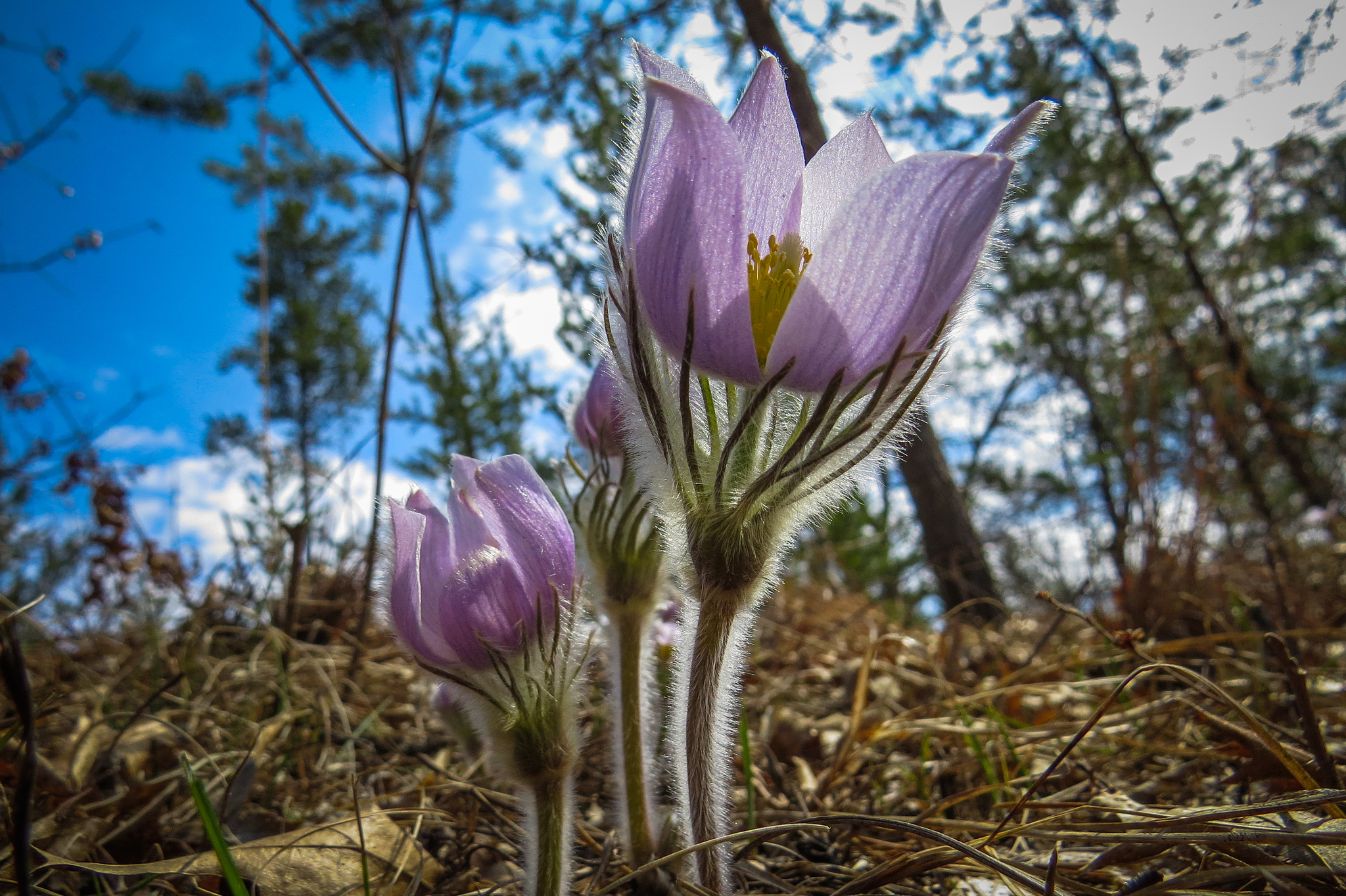 Pasqueflower has purple petals and hair stems and leaves.