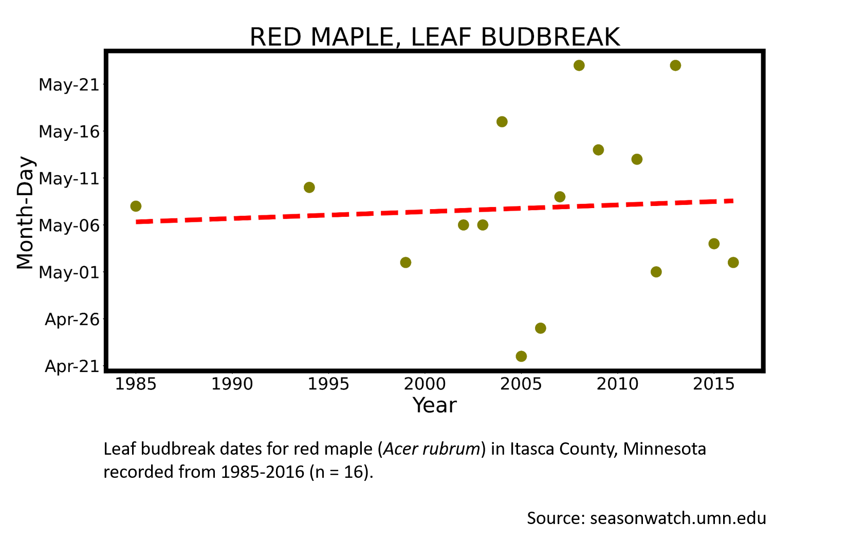 Scatterplot showing red maple phenology observations in Itasca County, Minnesota