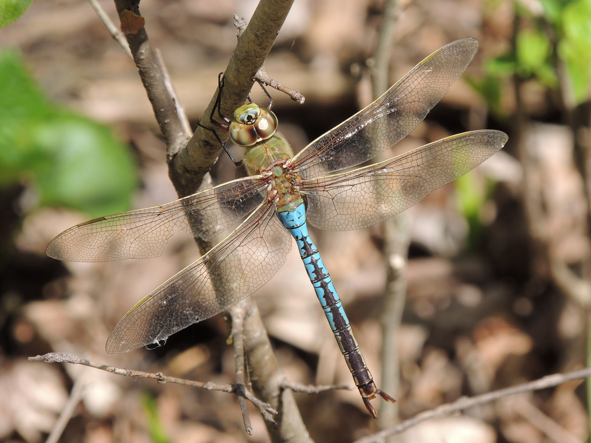 A large dragonfly with four wings that are transparent with black veins. It has large dark eyes, green on its head and thorax, and its abdoment is black and turquoise.