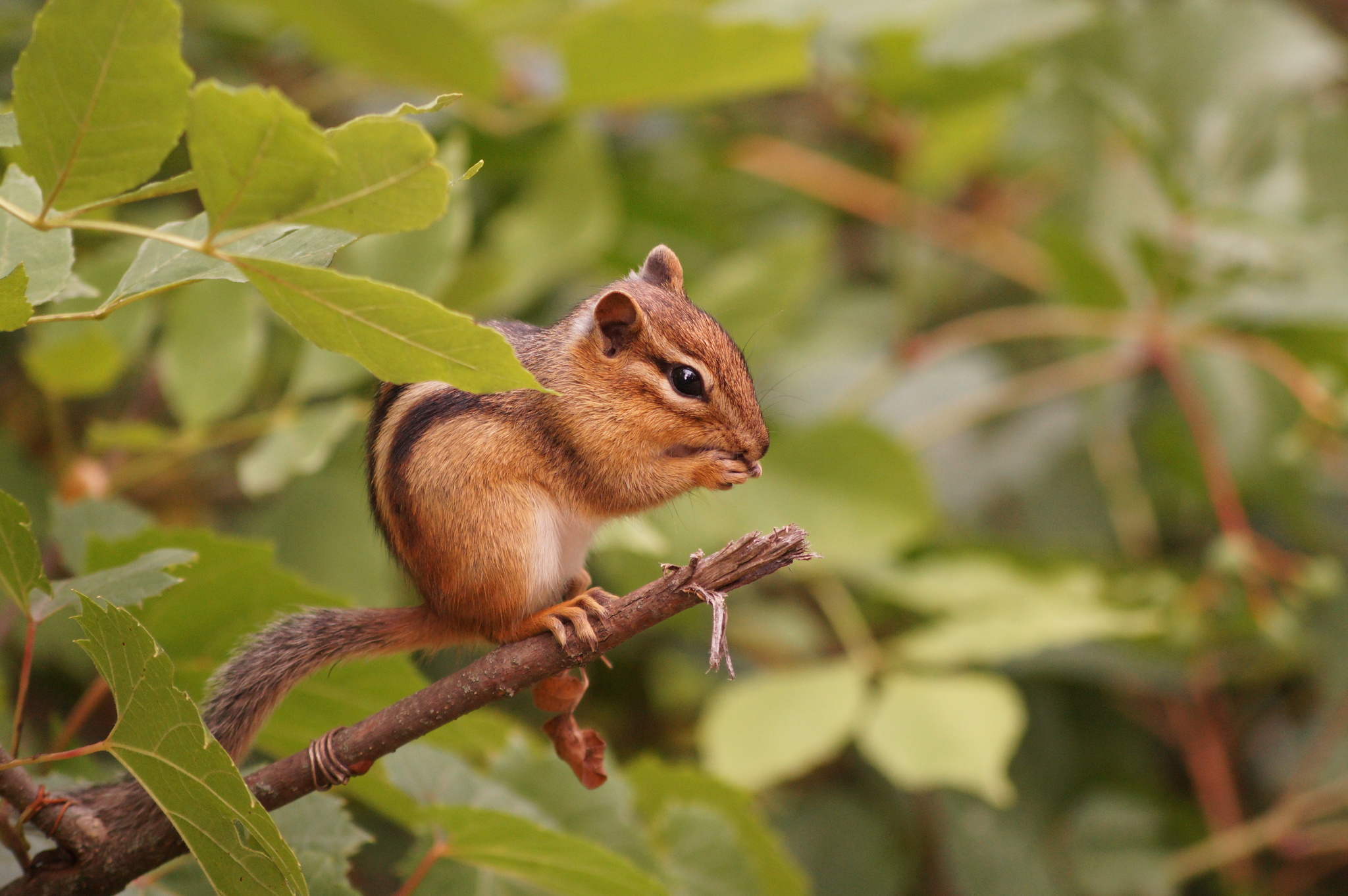 Eastern chipmunk perched on a twig, its forepaws are near its mouth. Its back is rounded and marked with high-contrast dark and white stripes. Its overall color is a warm brown.