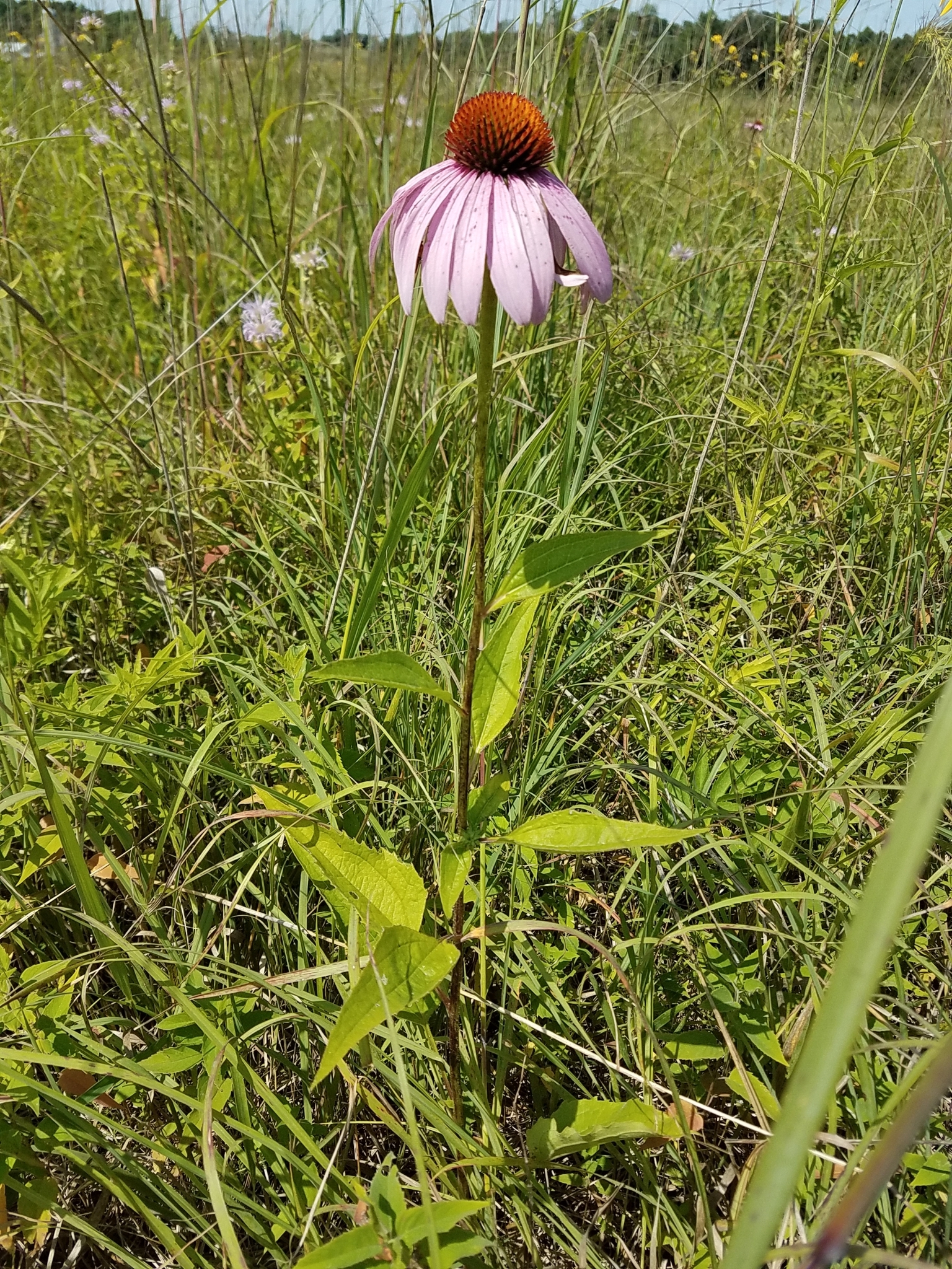 Purple coneflower in a grassland setting. The flower has a large, orange center that points directly to the sky. Several long petals drape down. The petals are oval-shaped and pinkish-purple in color.
