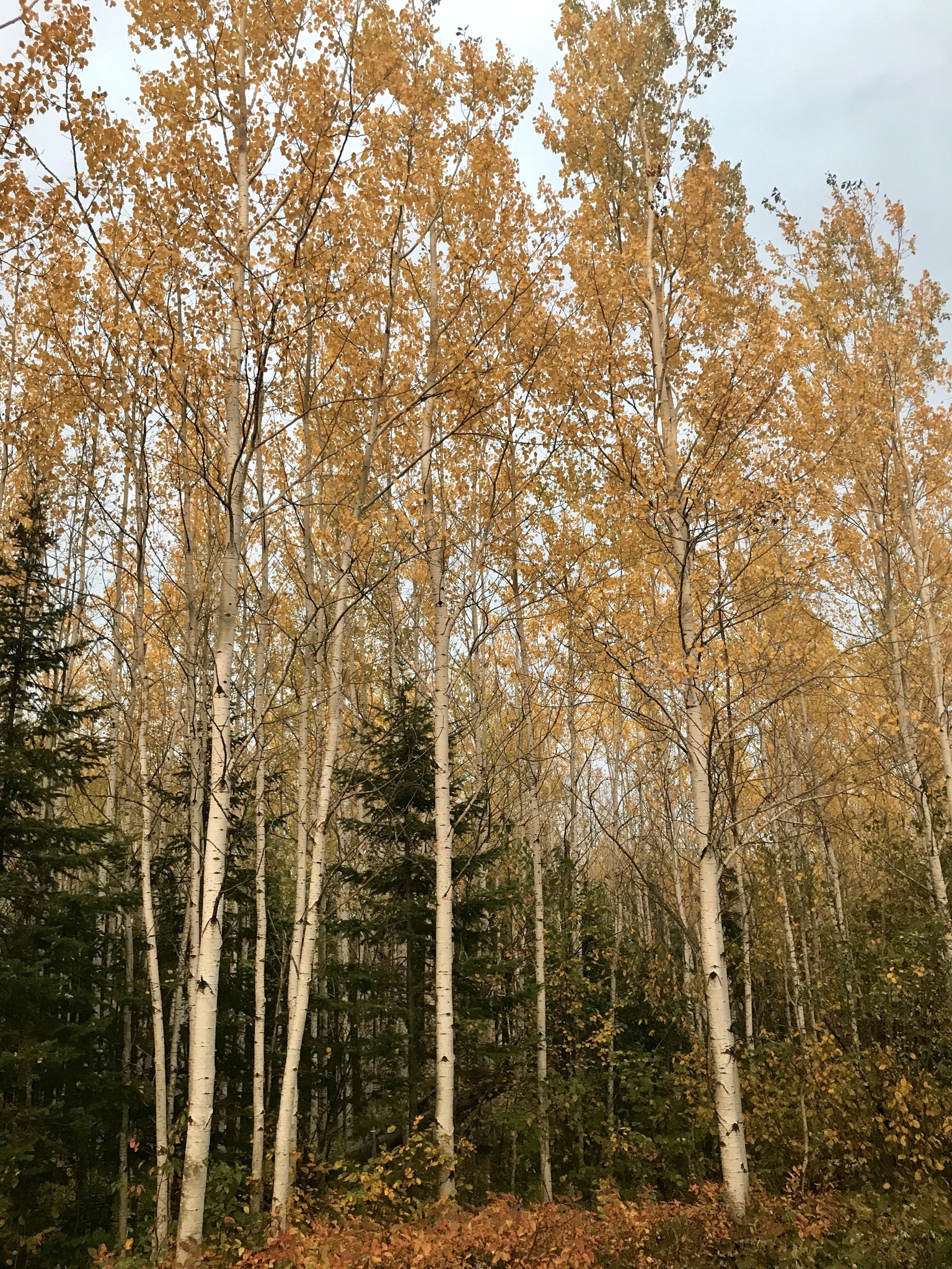 Image looking at the forest edge. Dense aspen trees have straight, pale gray trunks and golden leaves. Also in the forest are some spruce, which are only half as tall as the aspens.