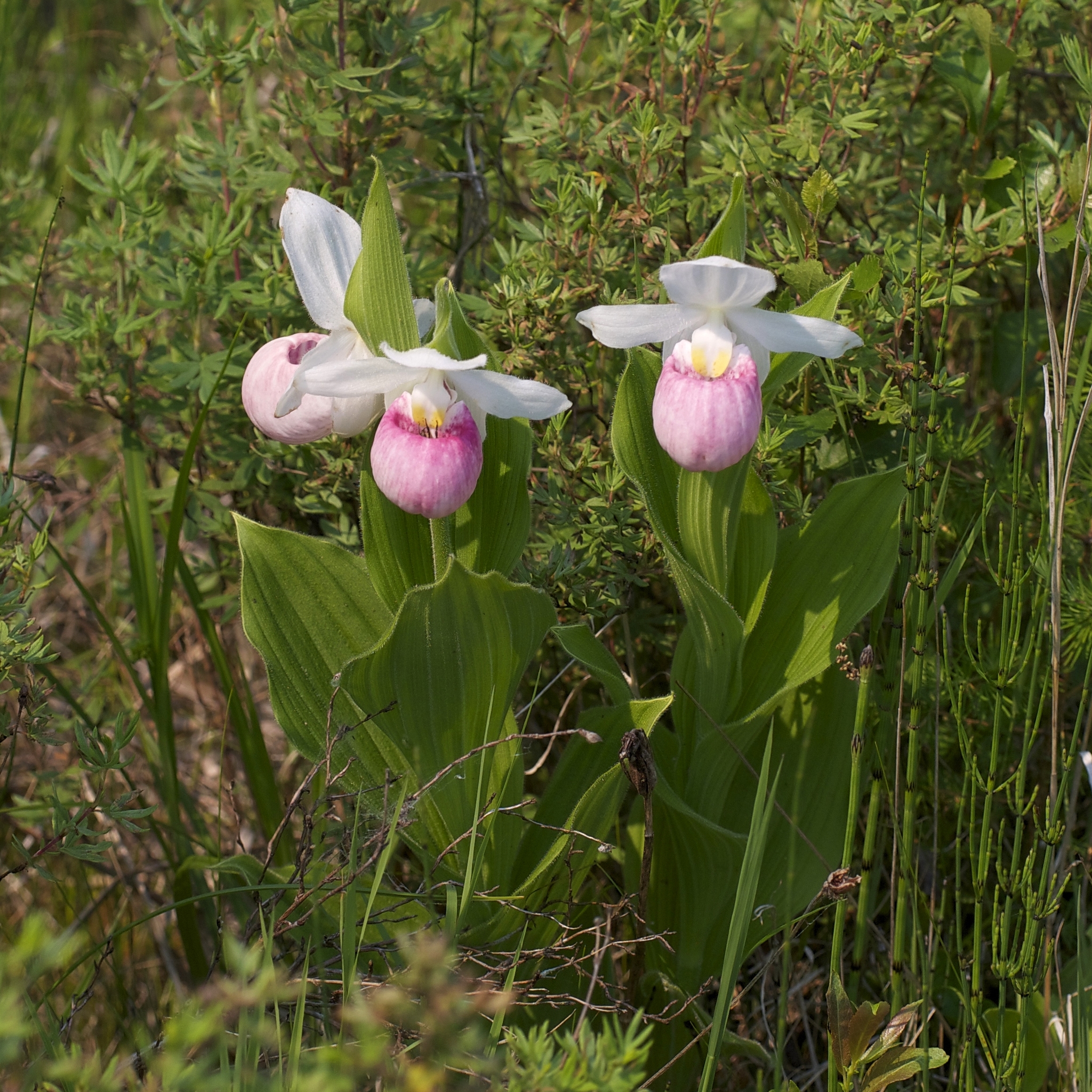 Wetland scene with showy lady's slippers. Three large pink and white flowers are slipper-shaped.