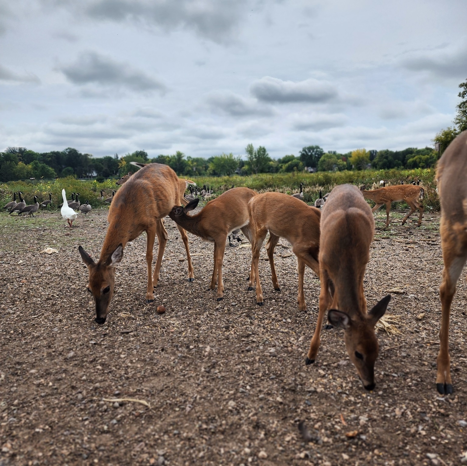 A group of six deer eating grains from the ground.
