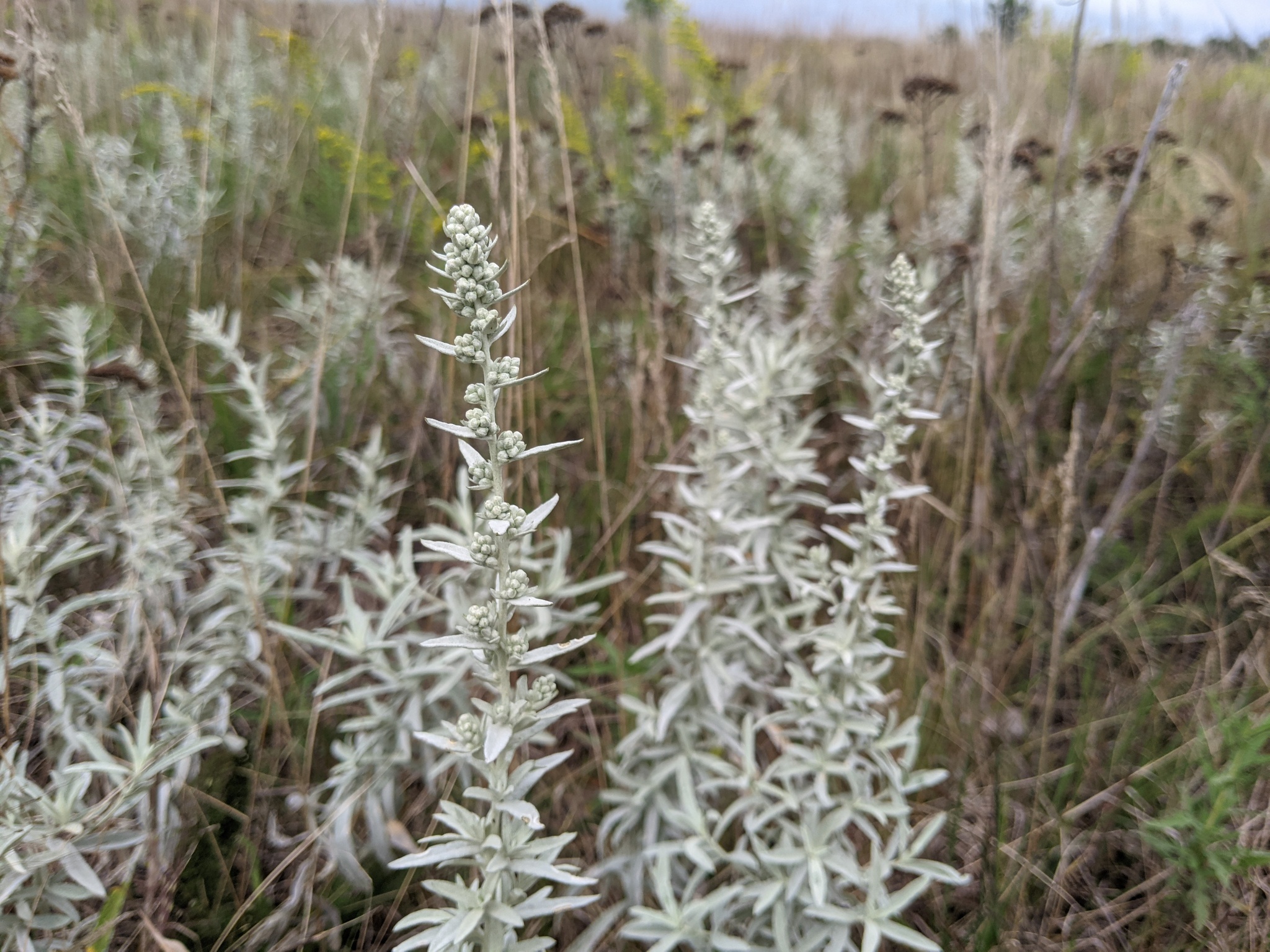A grassland scene with white sage. It has pale silver green fuzzy leaves that contrast with the colors and textures of surrounding vegetation.