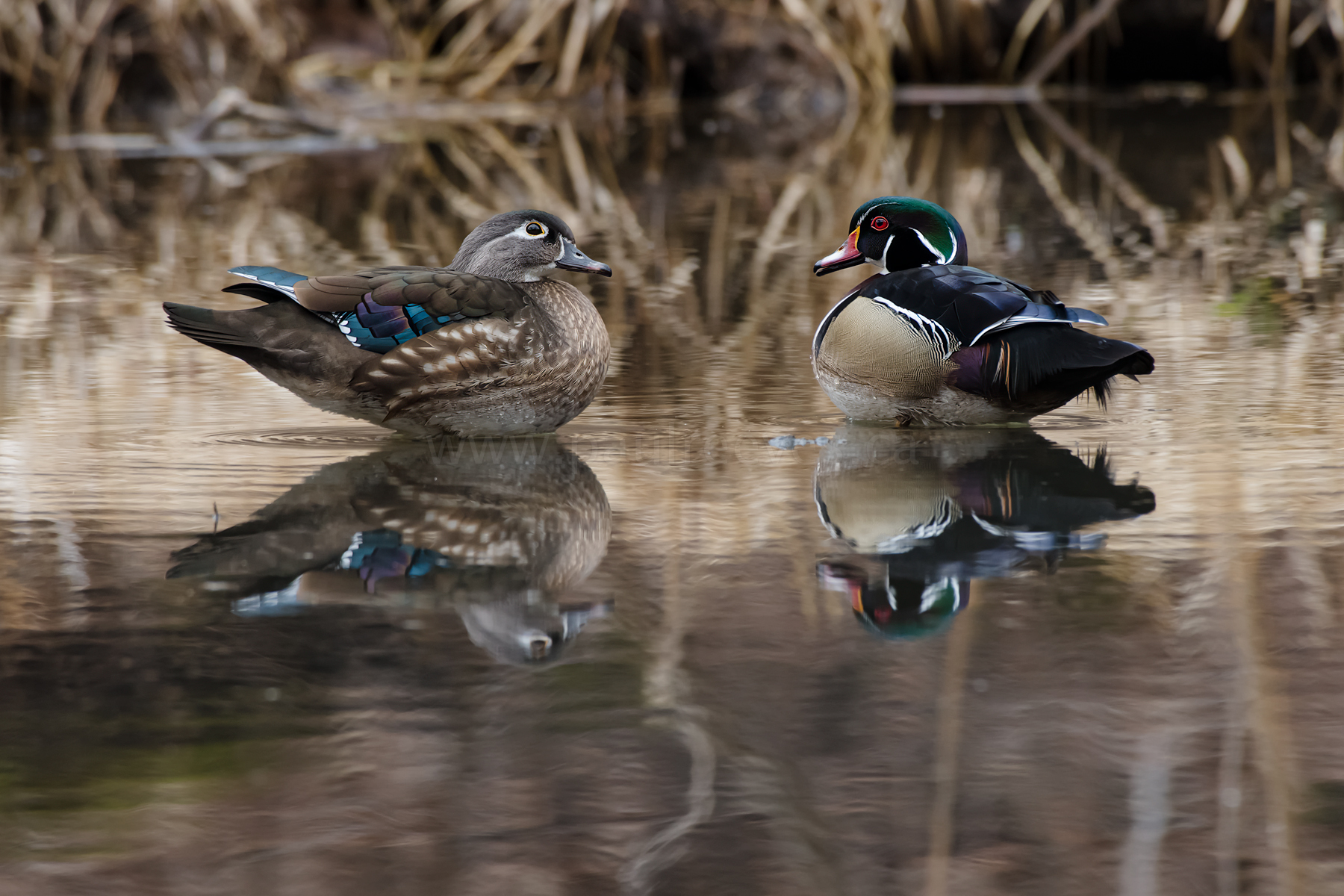 A pair of wood ducks near water. The female has less colorful feathers and a distinctive white tear-drop shape around her eye. The male has brilliant, high-contrasting colors, including blue, green, chestnut, and white.