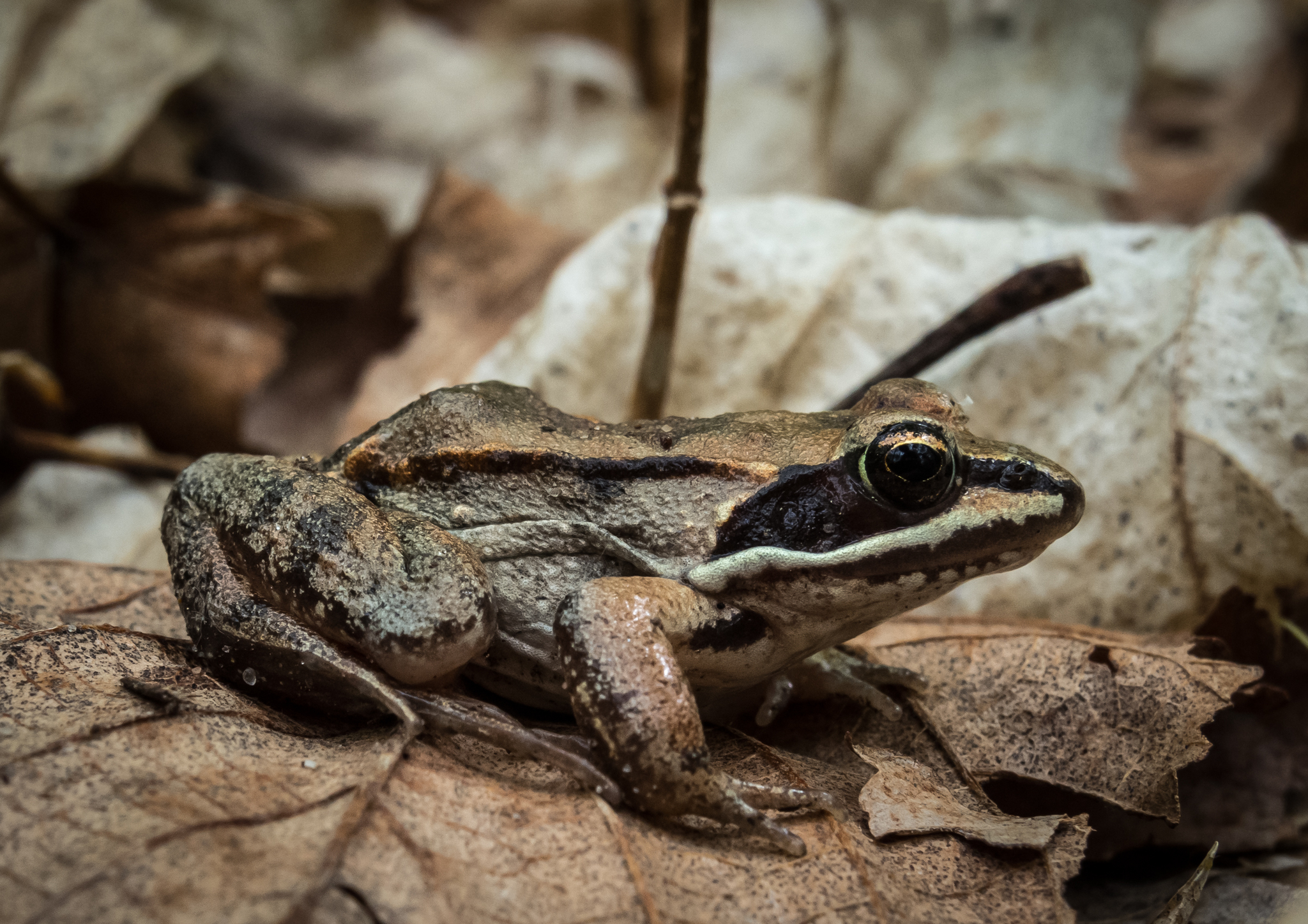 Wood frog on the forest floor with dead leaves. Recognize a wood frog by the dark patch under its eye which contrasts strongly against a white stripe along its mouth.