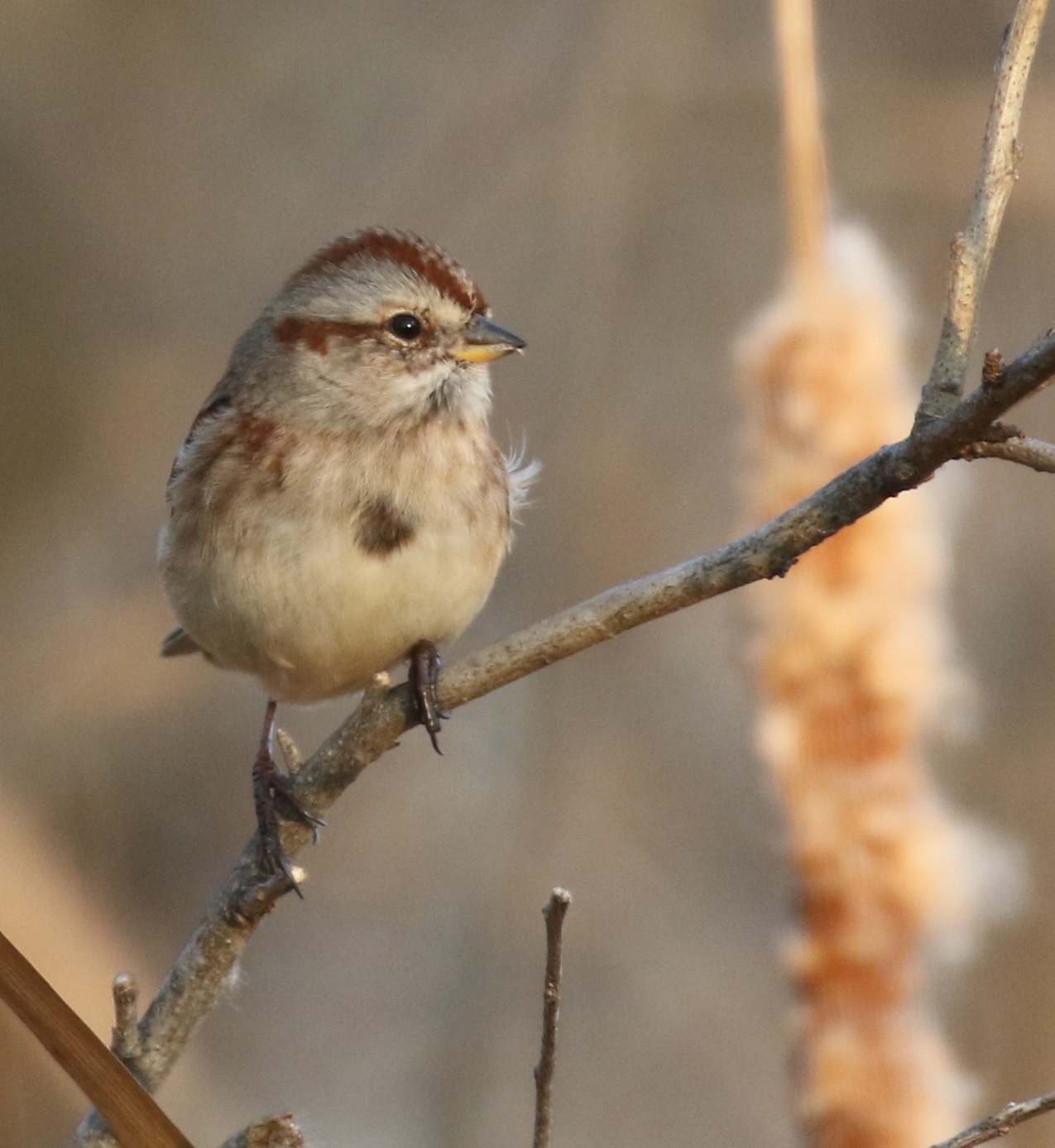 American tree sparrow has a central dark spot on a light colored breast. It has rusty stripes on the cap of its head and its lower bill is light colored.