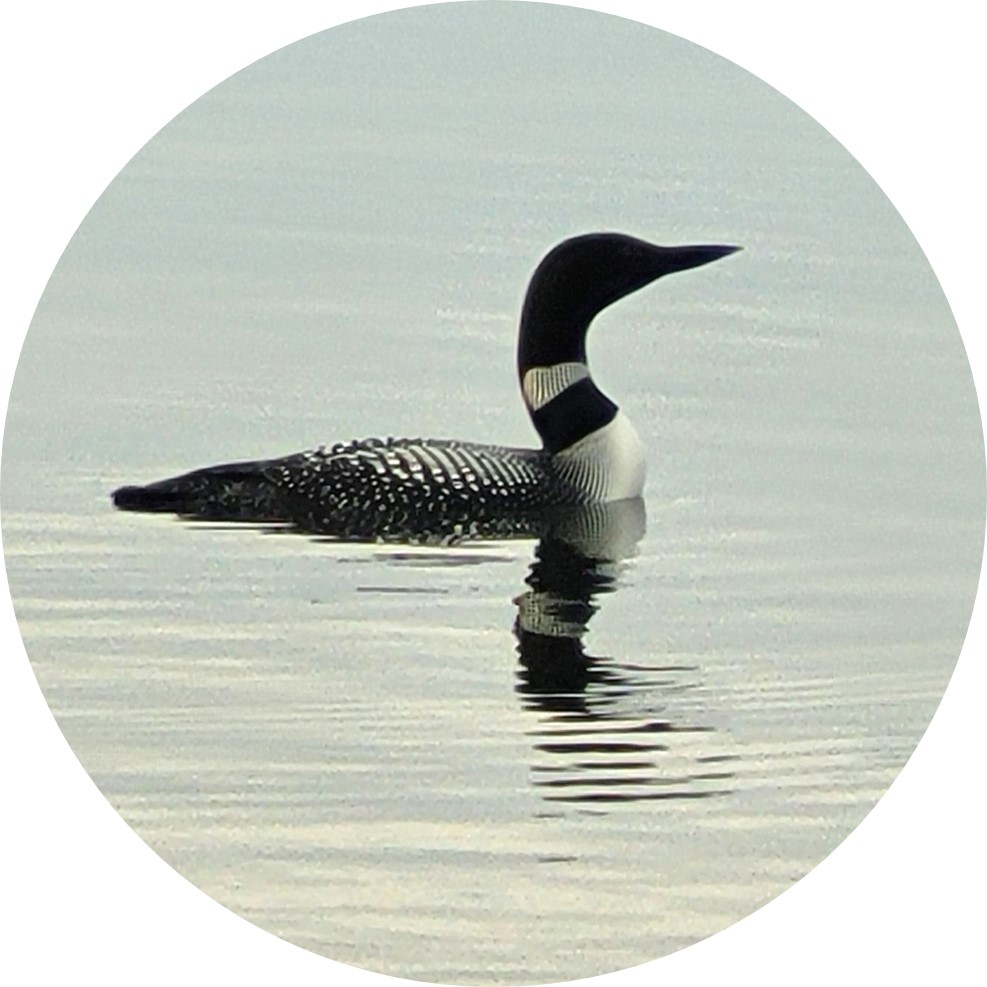 Common loon swimming on the surface of calm water. Its body is sleek, mostly black with white markings around the neck and on its back.