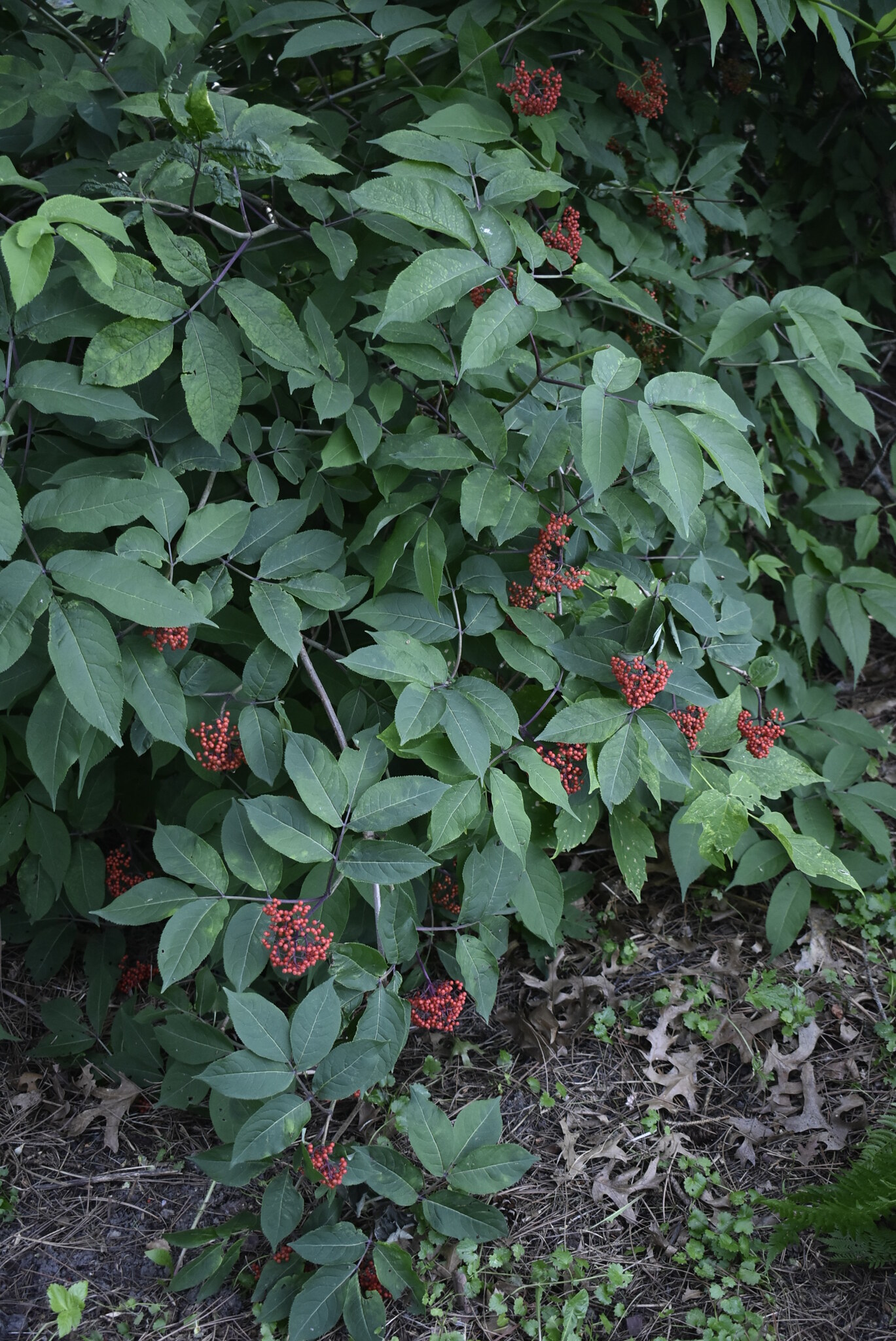 Red elderberry plant with clusters of bright red berries and pinnate compound leaves.