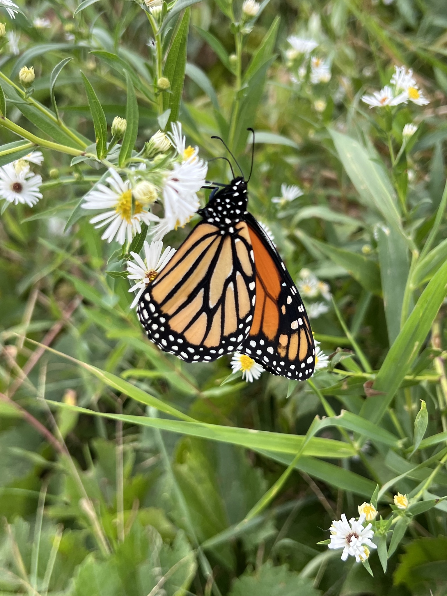 Monarch butterfly is orange, black and white. It's on an aster flower and there is lush green understory vegetation in the background.