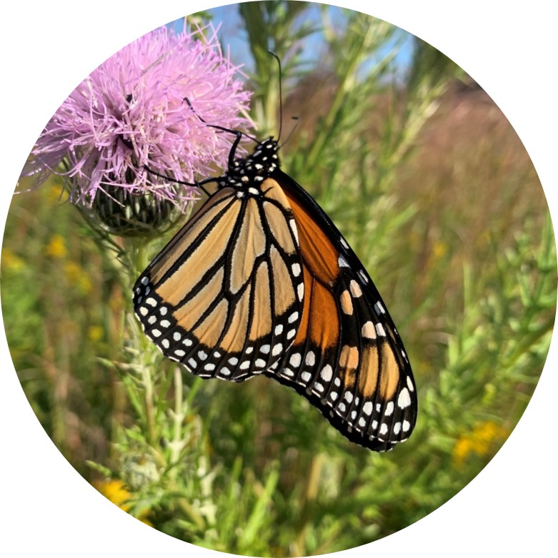 Monarch butterfly on a purple flower. Its wings are orange and black with small white spots along the edges.
