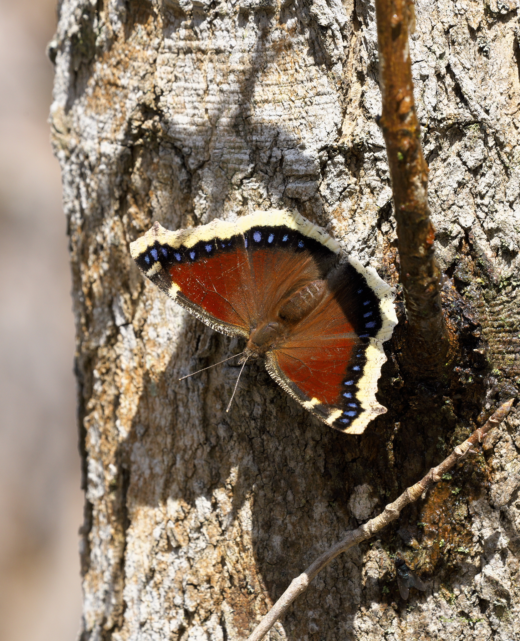 A mourning cloak butterfly with its wings open is perched on the trunk of a tree. The upper side of its wings are a warm brown with pale yellow edges and small blue spots.